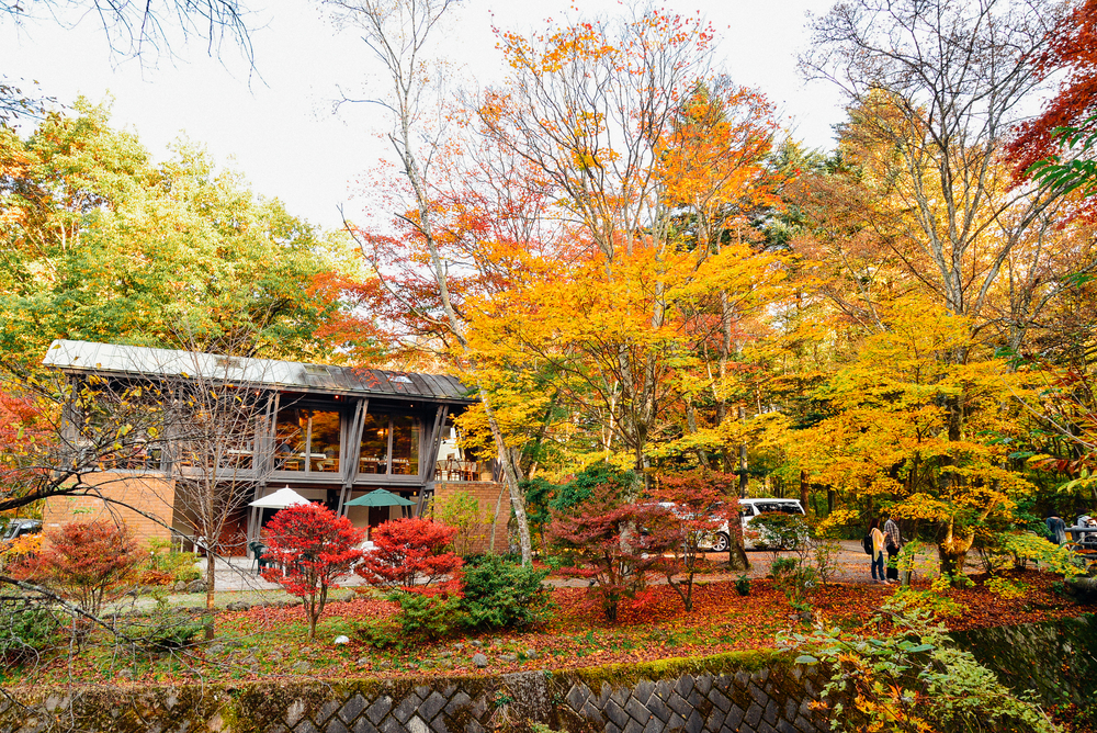 maple in karuizawa