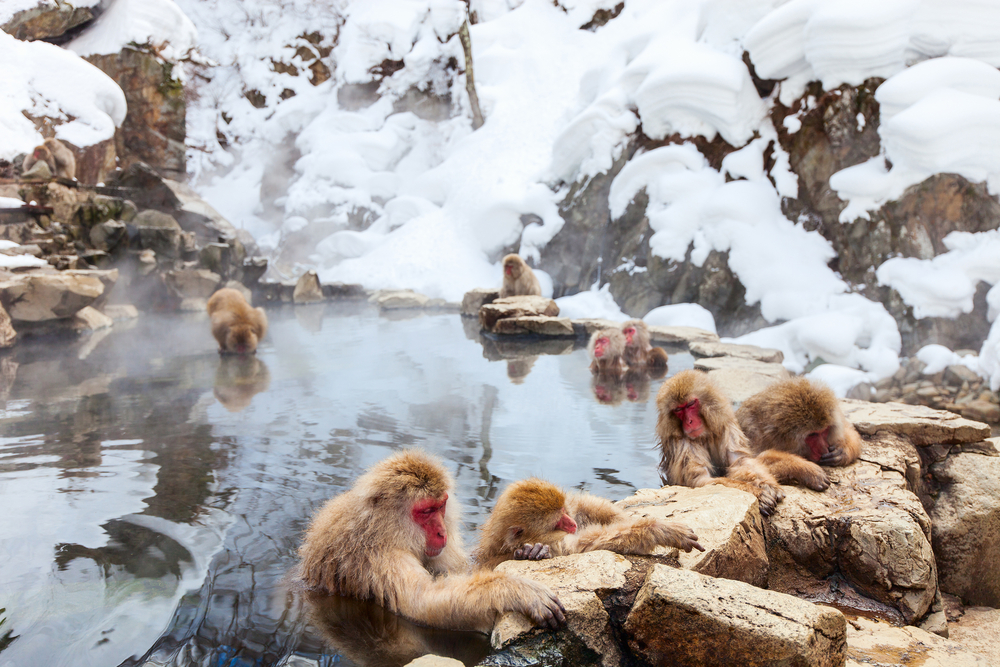 Snow Monkeys Japanese Macaques bathe in onsen hot springs of Nagano, Japan