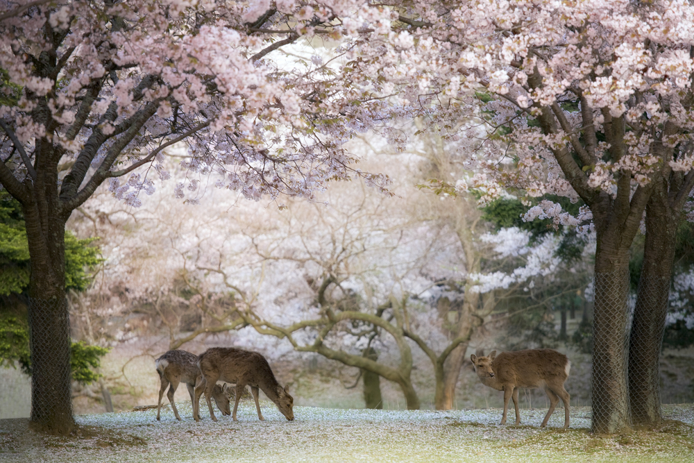 Deer - Cherry Blossom NARA